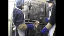 AirCruelty: Inside the Labs of Two of the Largest U.S. Primate Importers