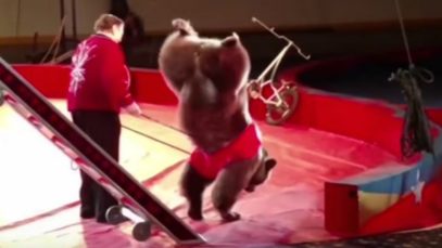 Bear Forced to Stand on Front Legs During Circus Performance Urinates From Apparent Distress