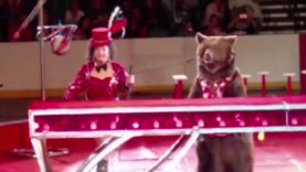 Bear Yanked by the Muzzle Is Forced to Walk on Hind Legs for Circus Performance