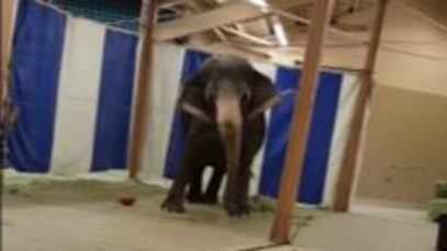 Distressed and Lame Elephants Traveling With Jordan World Circus