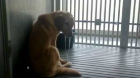 Dogs at Texas A&M Bred to Suffer