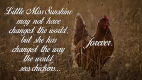Little Miss Sunshine Tribute