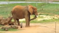 No Elephant Deserves to Be Alone
