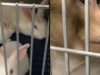 Rabbits Mutilated, Monkeys Driven Mad in University Labs