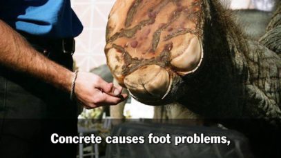 Ringling Bros.’ Elephant Prison