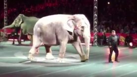 Ringling Elephant Assan Forced to Perform Despite Signs of Lameness