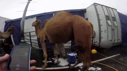 UniverSoul Inspection by Fulton County Animal Services, Observer 2