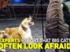 Why Tigers & Lions Used in Circuses Fight Back