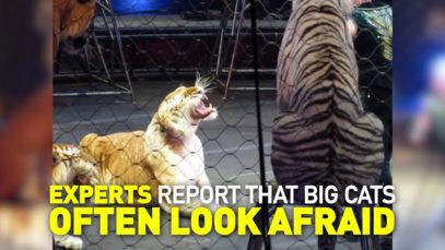 Why Tigers & Lions Used in Circuses Fight Back