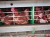 A First Look into Brazil’s Cruel Egg Industry