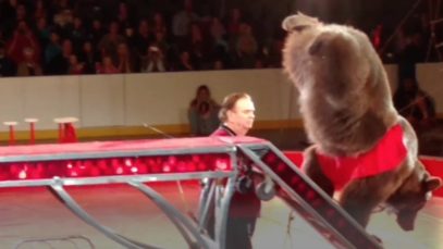 Bear So Distressed She Urinated On Herself