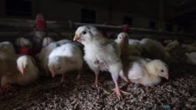 “Buttati Via”: indagine sull’orrore degli allevamenti di polli in Germania