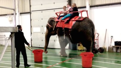Garden Bros. Circus Forces Lame and Distressed Elephants to Perform