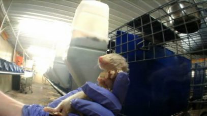 Investigation Exposes Cruelty to Ferrets