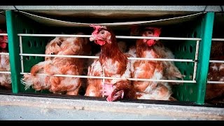 Investigazione nell’industria delle uova in Brasile