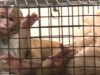 Monkeys Suffering in Laboratories