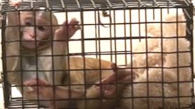Monkeys Suffering in Laboratories