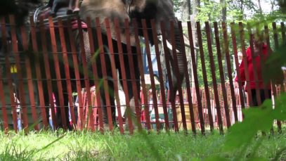 Nosey the Elephant Suffering in Chronic Pain