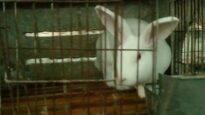 Rabbits Skinned Alive in the Chinese Fur Trade