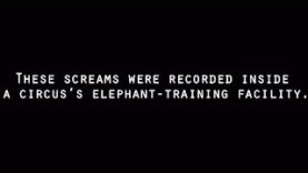 REAL Elephant-Training Audio Recording