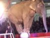 Shrine Circuses Work With Animal Abusers