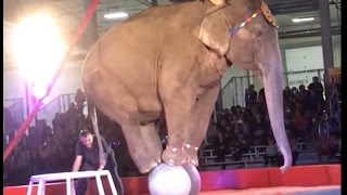 Shrine Circuses Work With Animal Abusers