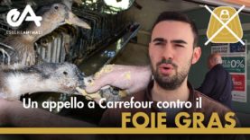 Carrefour vende foie gras: ecco cosa pensano i clienti