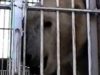 Footage of Suarez Bros. Circus Cruelty to Animals