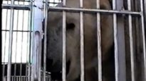 Footage of Suarez Bros. Circus Cruelty to Animals