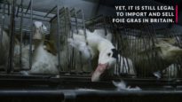 Help make Britain foie gras-free!