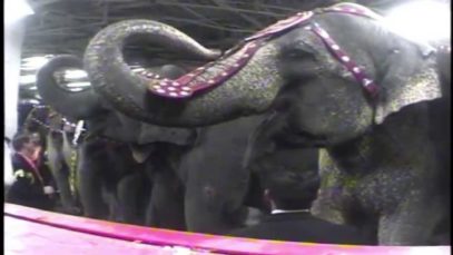 Ringling Beats Animals: A PETA Undercover Investigation