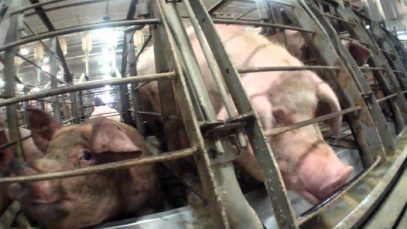 Silent Night | PETA’s Holiday PSA