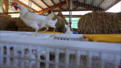 2,000 Hens Free at Last