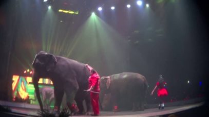 Bullhook Use and Pacing Tiger at UniverSoul Circus