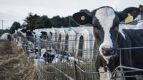 iAnimal – The dairy industry in 360 degrees, narrated by Evanna Lynch
