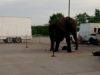 Nosey the Elephant Outside Kaaba Shrine Circus in Davenport, Iowa