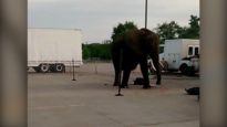 Nosey the Elephant Outside Kaaba Shrine Circus in Davenport, Iowa