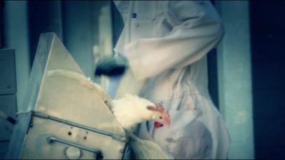 Petra: salvata dal trita galline!