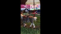 Pony Forced to Give Rides With Painful Overgrown Hooves at Kelly Miller Circus