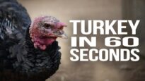 Turkey in 60 Seconds