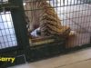 Animals Suffering at Pseudo-Sanctuary Big Cat Habitat