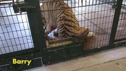 Animals Suffering at Pseudo-Sanctuary Big Cat Habitat