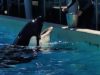 Another Orca at SeaWorld May Be Dying