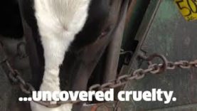 Cruel Dairy in 60 Seconds