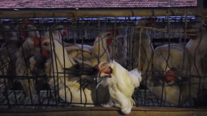 MFA Cracks Open Brazil’s Brutal Egg Industry