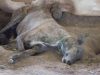 Discarded Greyhounds Imprisoned, Neglected, and Farmed for Their Blood