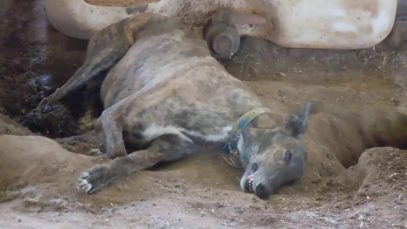 Discarded Greyhounds Imprisoned, Neglected, and Farmed for Their Blood