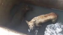 Dog and Pig Saved After Being Stuck in a 15-Foot Well