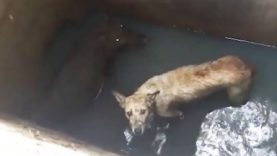 Dog and Pig Saved After Being Stuck in a 15-Foot Well
