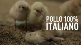 Pollo 100% Italiano: un’inchiesta shock di Animal Equality